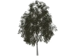 Pine Wood Tree 3D Model