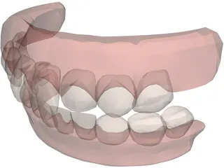 Jaw and Teeth 3D Model