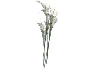 Arum Flower 3D Model