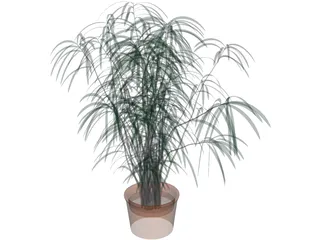 Indoor Plant 3D Model