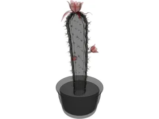 Castus 3D Model