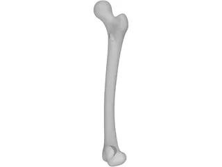 Femur Bone 3D Model