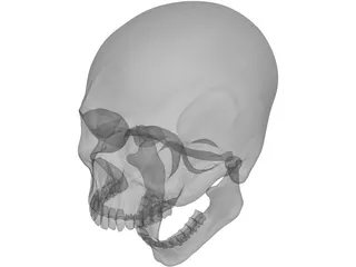 Skull Human 3D Model