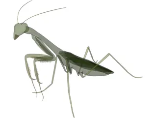 Mantis Praying 3D Model