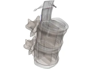 Vertebra 3D Model