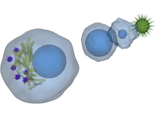 Cytology Cells Virus 3D Model