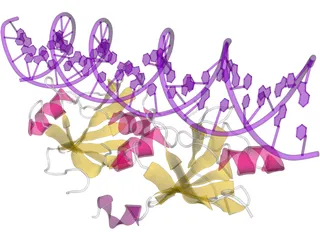 DNA 3D Structure 3D Model