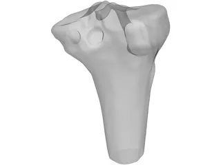 Human Knee 3D Model