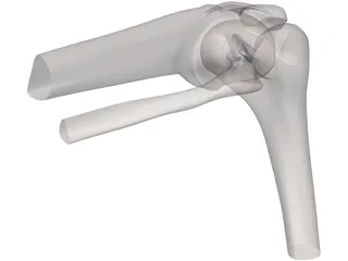 Knee Joint Human 3D Model