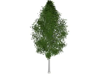 Quaking Aspen (Populus Tremuloides) 3D Model