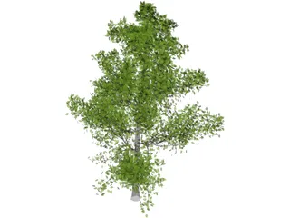 Sassafras 3D Model