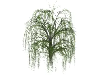 Weeping Willow 3D Model
