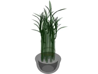 Lucky Bamboo 3D Model