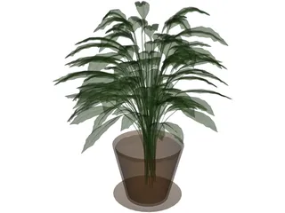 Spathiphyllum 3D Model