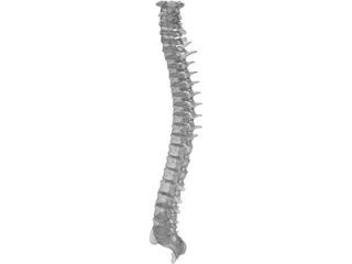 Spine 3D Model