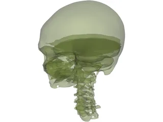 Skull and Neck 3D Model