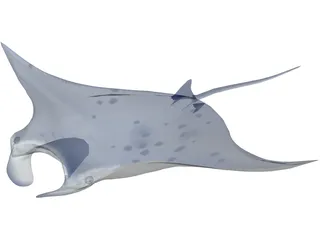 Manta Ray 3D Model