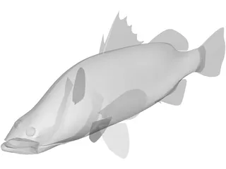 Barramundi 3D Model