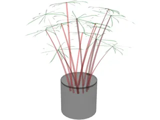 Cyperus Alternifolius 3D Model