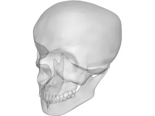 Skull Complete with Jaw Bone and Teeth 3D Model