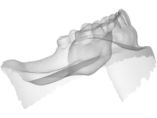 Teeth 3D Scanned 3D Model