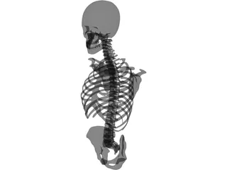 Upper Skeletal System 3D Model