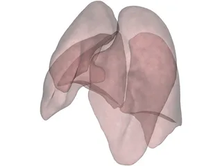 Lungs Human 3D Model