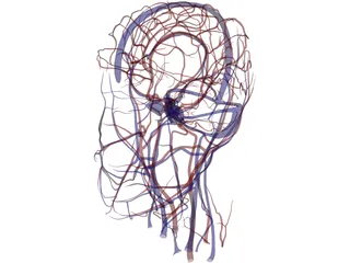 Systemic Circulation of Head 3D Model