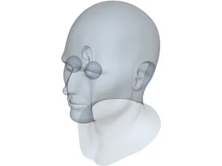 Human Face 3D Model