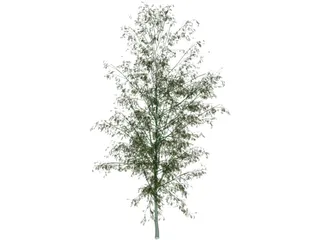 Birch Tree 3D Model