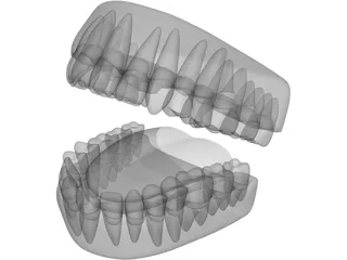 Teeth 3D Model