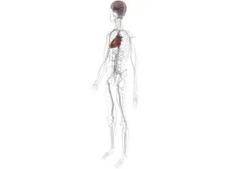 Circulatory System with Heart, Thymus and Brain 3D Model