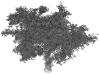 Quercus Tree 3D Model