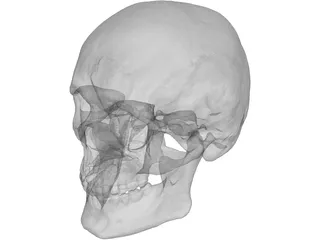 Skull Human 3D Model