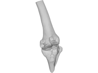 Human Knee Joint 3D Model