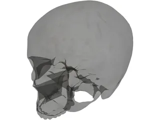 Human Skull No Jaw 3D Model