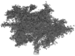 Quercus 3D Model