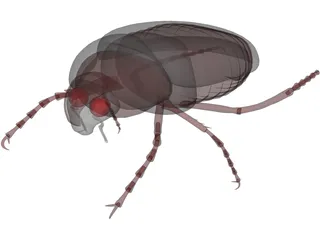 Bug (Meikever In Dutch) 3D Model