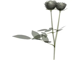 White Rose 3D Model