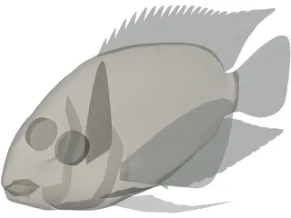 Cichlid 3D Model