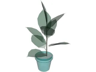 India-Rubber Plant 3D Model