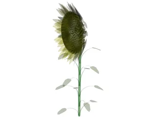 Sunflower 3D Model