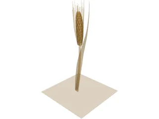 Dried Barley 3D Model