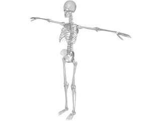 Skeleton 3D Model