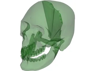 Skull 3D Model