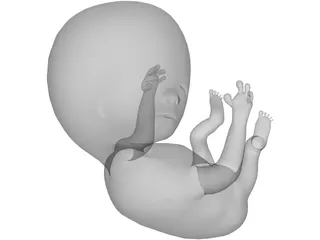 Fetus 12 Week 3D Model