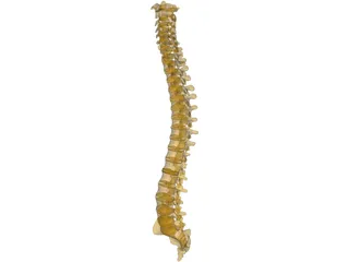 Human Spine 3D Model