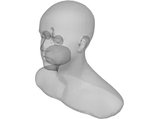 Head 3D Model