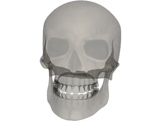 Skull 3D Model