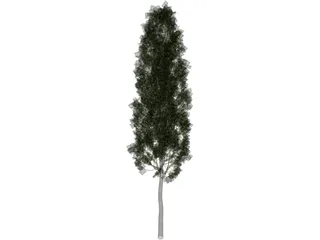 Carpinus Betulus Tree 3D Model
